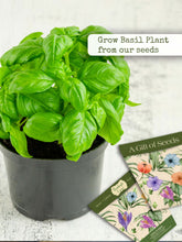 Gift of seeds- Italian basil